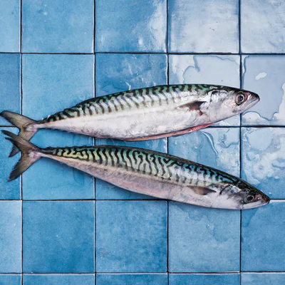 Maquereaux Poiscaille, pêchés au filet et chouchoutés à bord