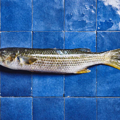 Doré, lippu ou cabot, il en existe de nombreuses sous espèces, la plupart très migratrices. C'est le poisson Poiscail...