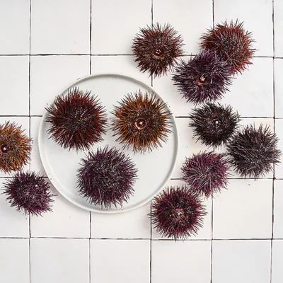 Oursins de Méditerranée, pêchés un à un en plongée.