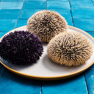 Des oursins bretons pêchés à pied dans la baie de Douarnenez. Plus petits que les oursins des Glénan mais bien chargé...