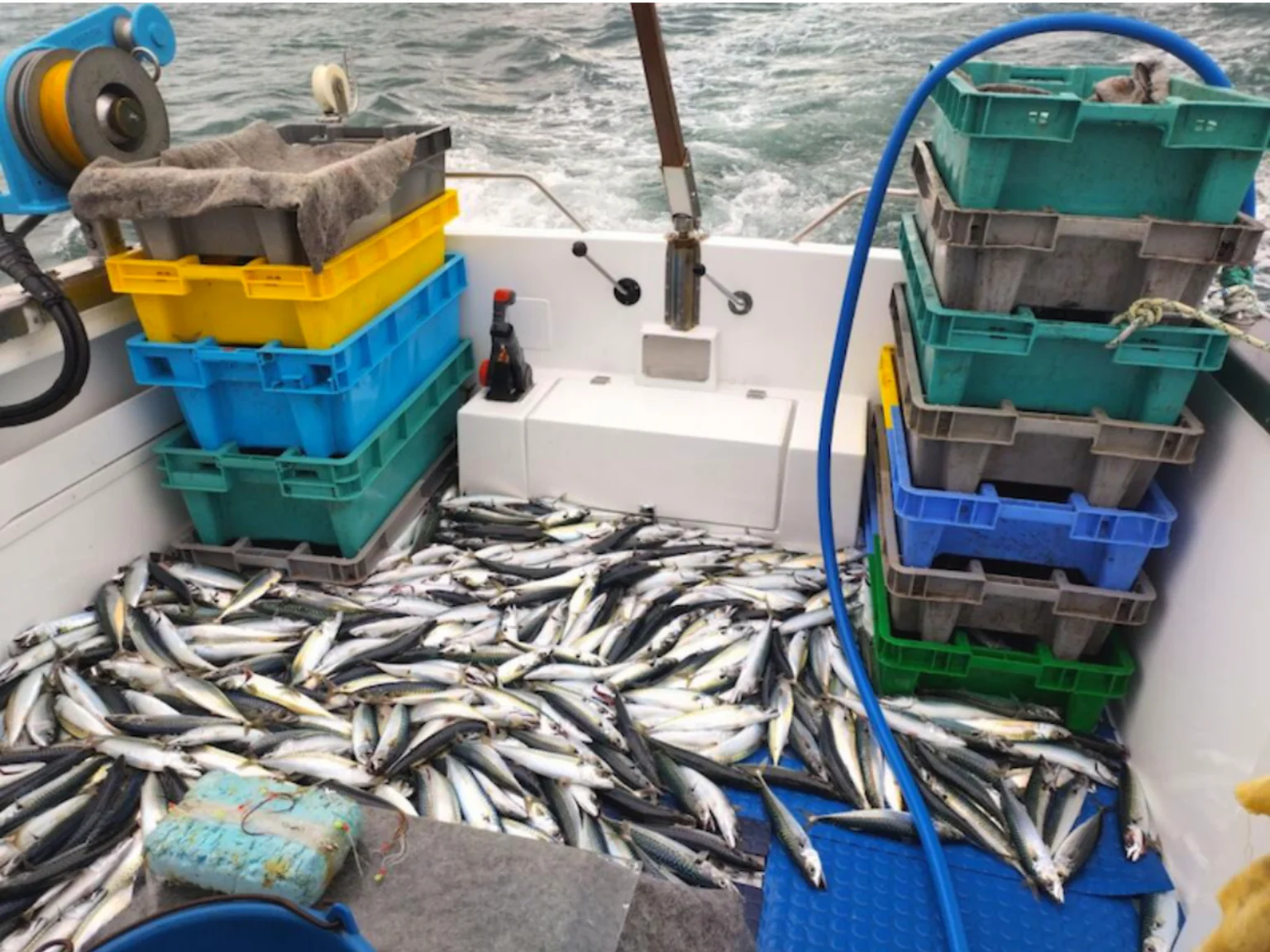 Quand les maquereaux se mettent à mordre, les pêcheurs enchaînent les prises, et rangent entre deux dérives