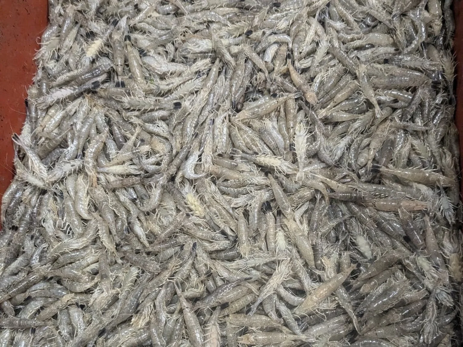 Photo de crevettes grises de casier au Tréport