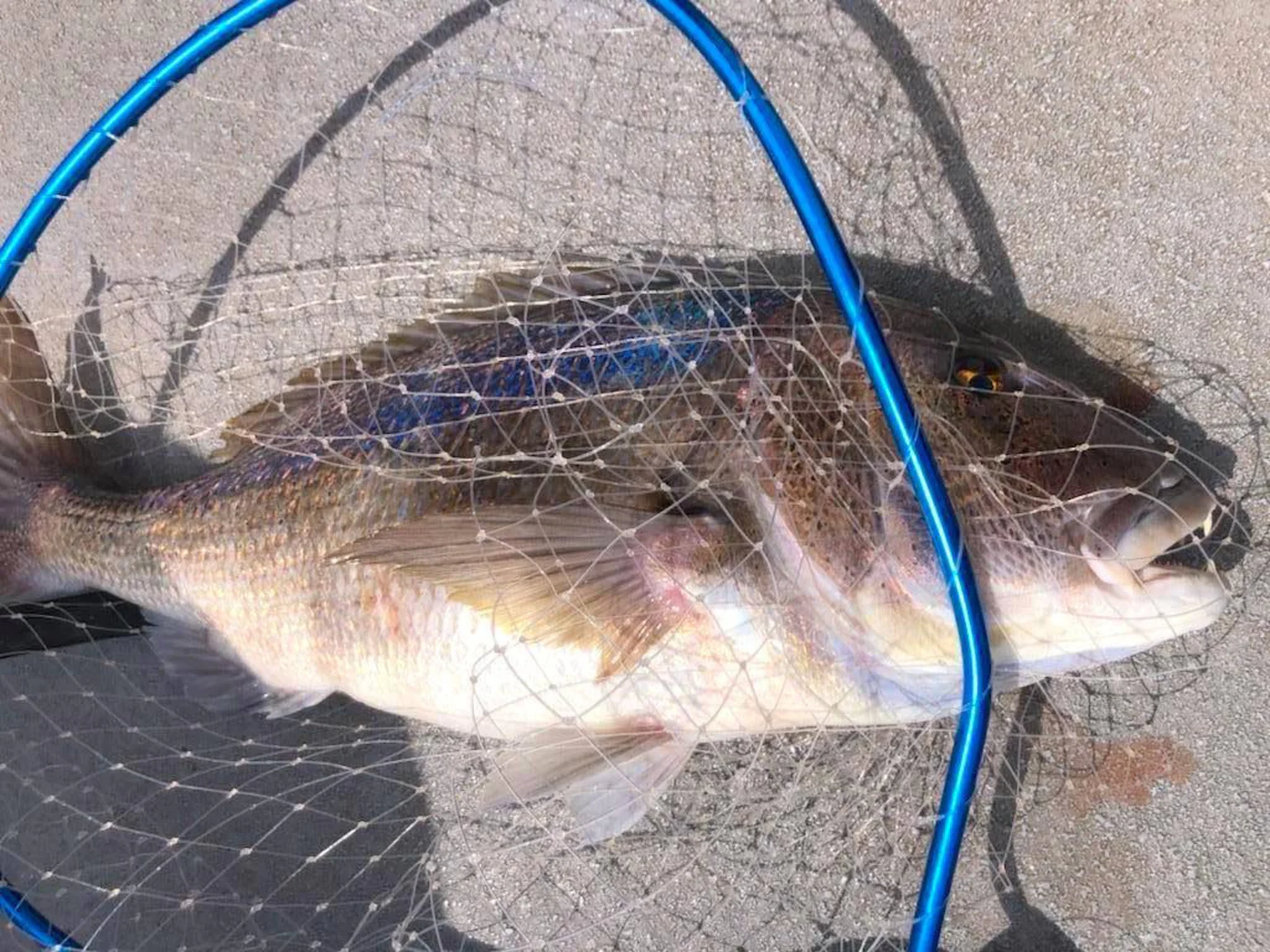 Très gros denti pêché par pêcheur Poiscaille