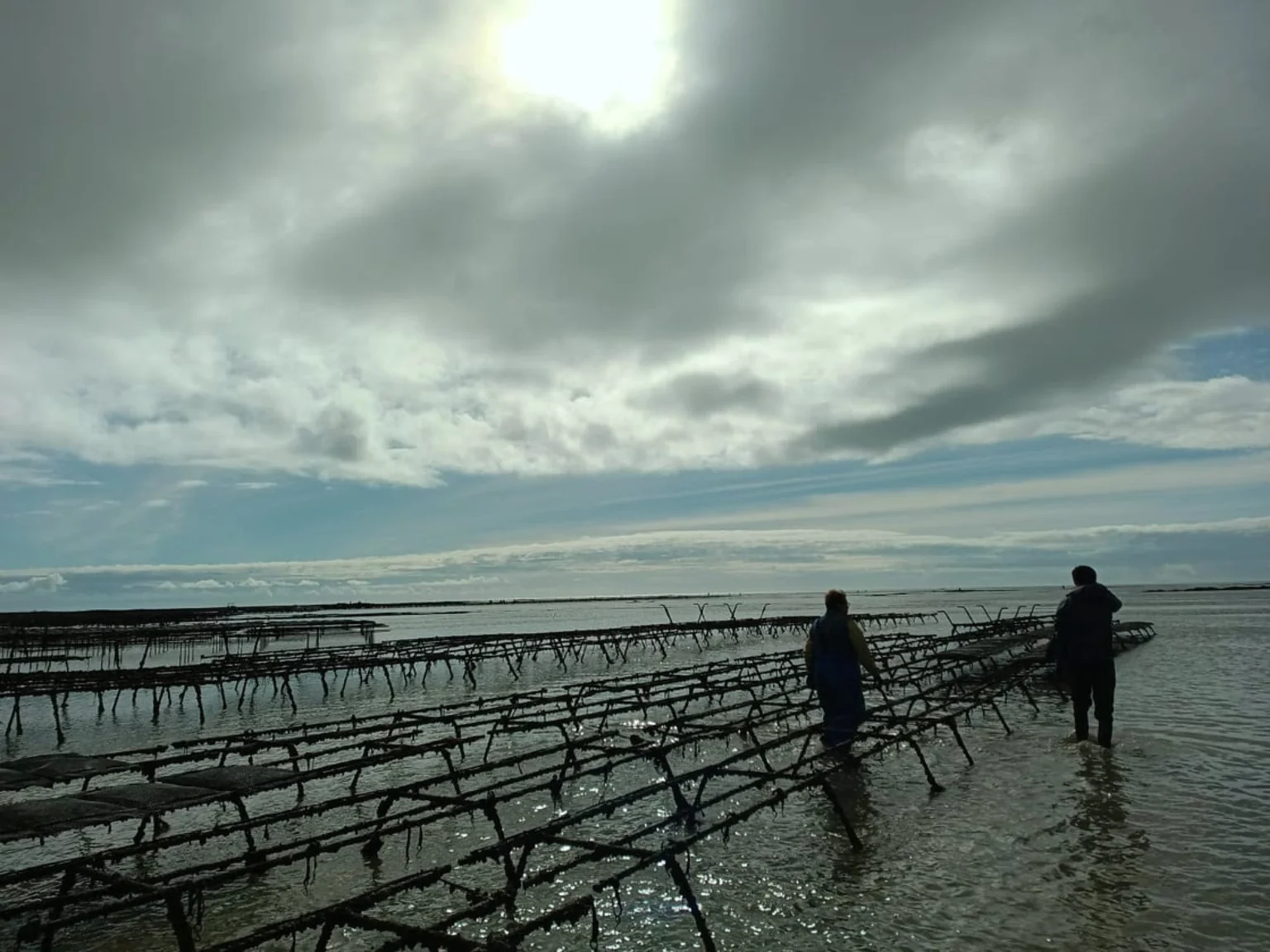 parc a huîtres en normandie , Poiscaille 