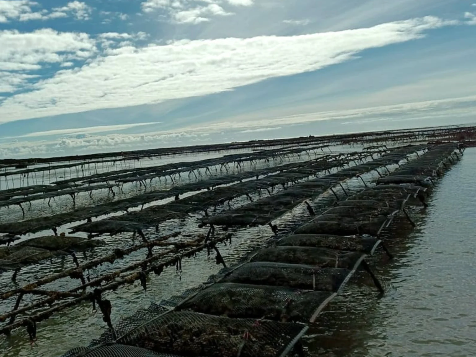 parc a huître et rayon de soleil Poiscaille 