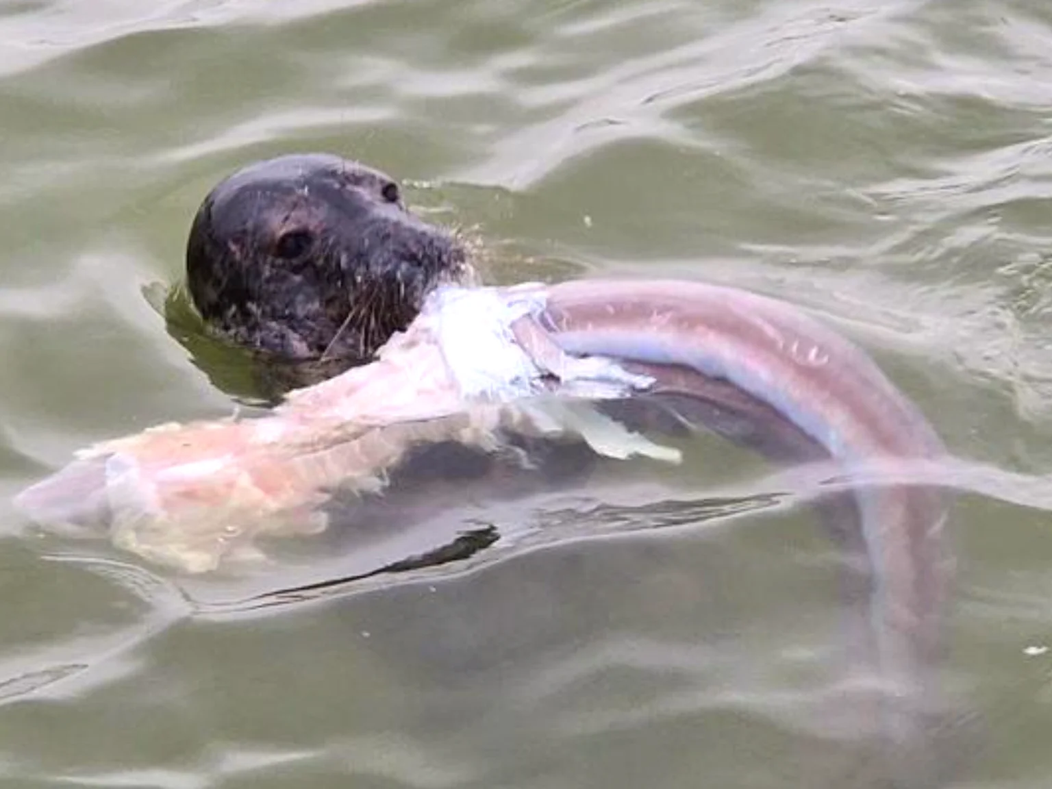 Phoque récupère la fin de pêche.         