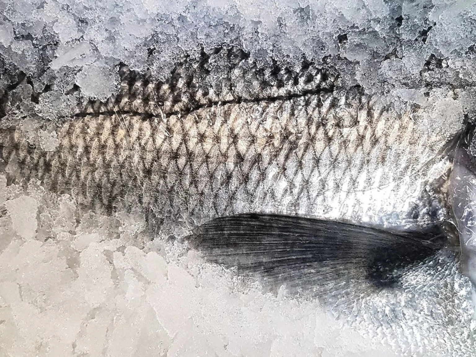 Poisson dans la glace froide au mois de janvier