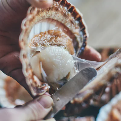 On vous apprend à cuisiner les coquilles Saint-Jacques crues. Tellement savoureux !