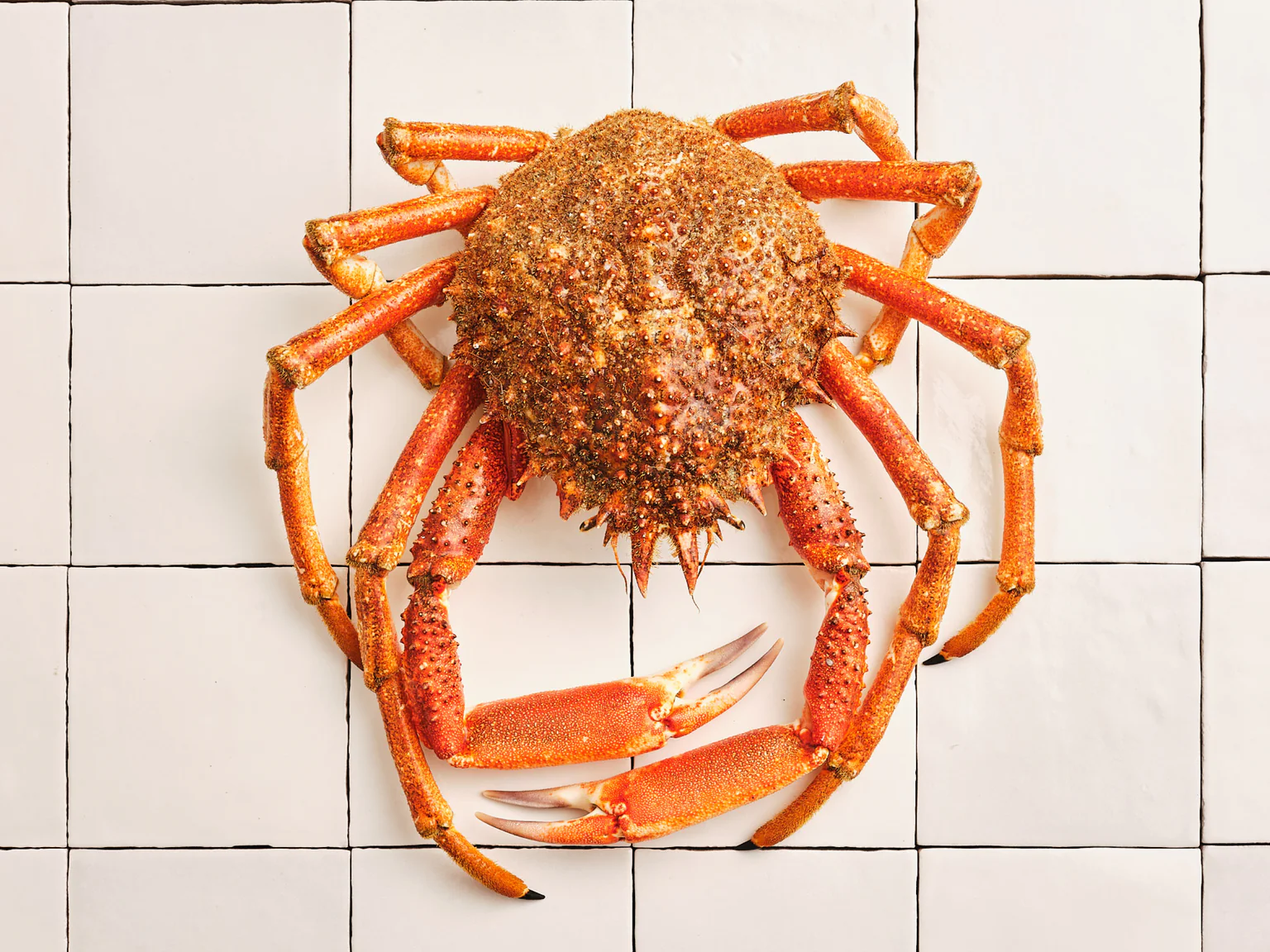 Apprendre à cuisiner l'araignée de mer, le plus fin des crustacés.