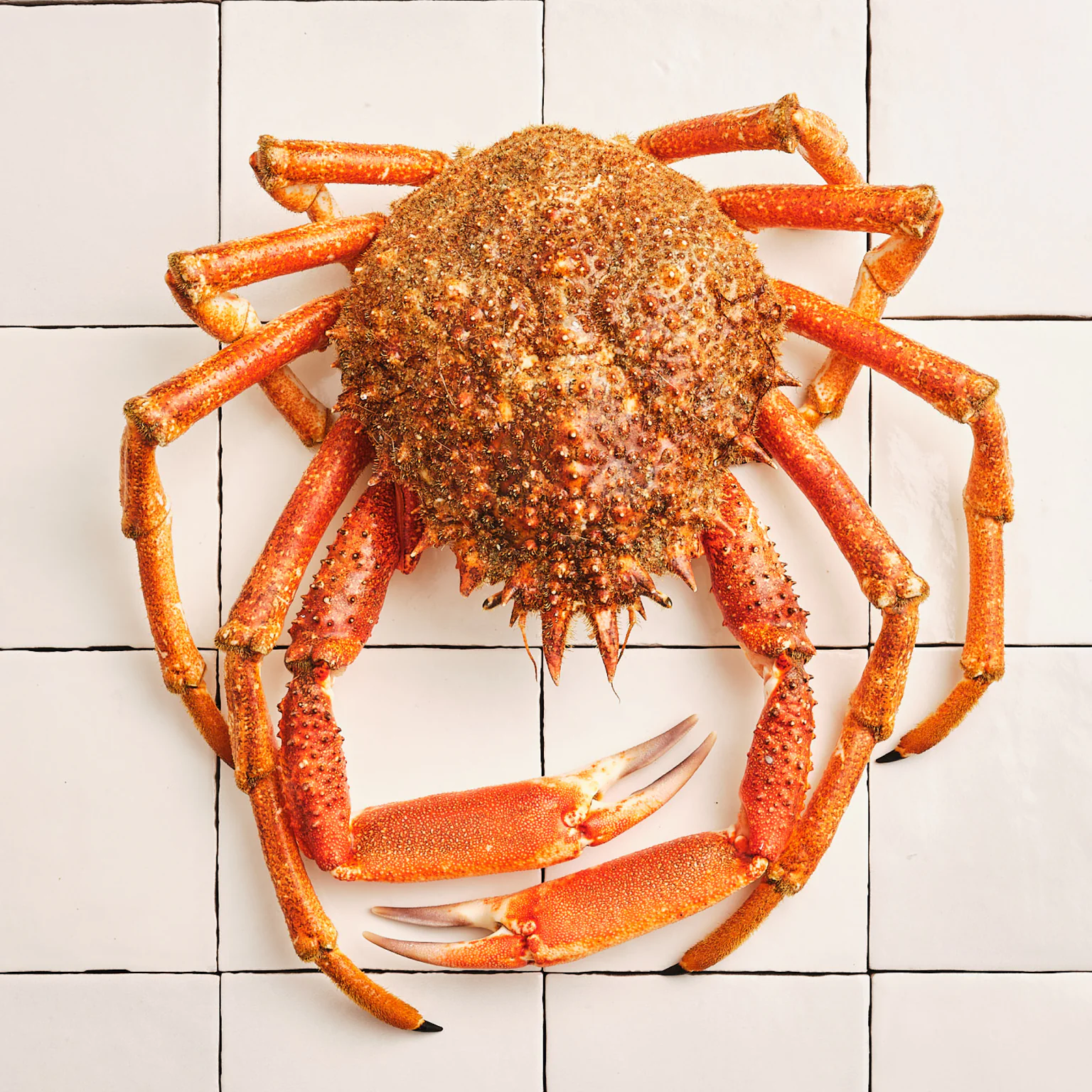 Apprendre à cuisiner l'araignée de mer, le plus fin des crustacés.