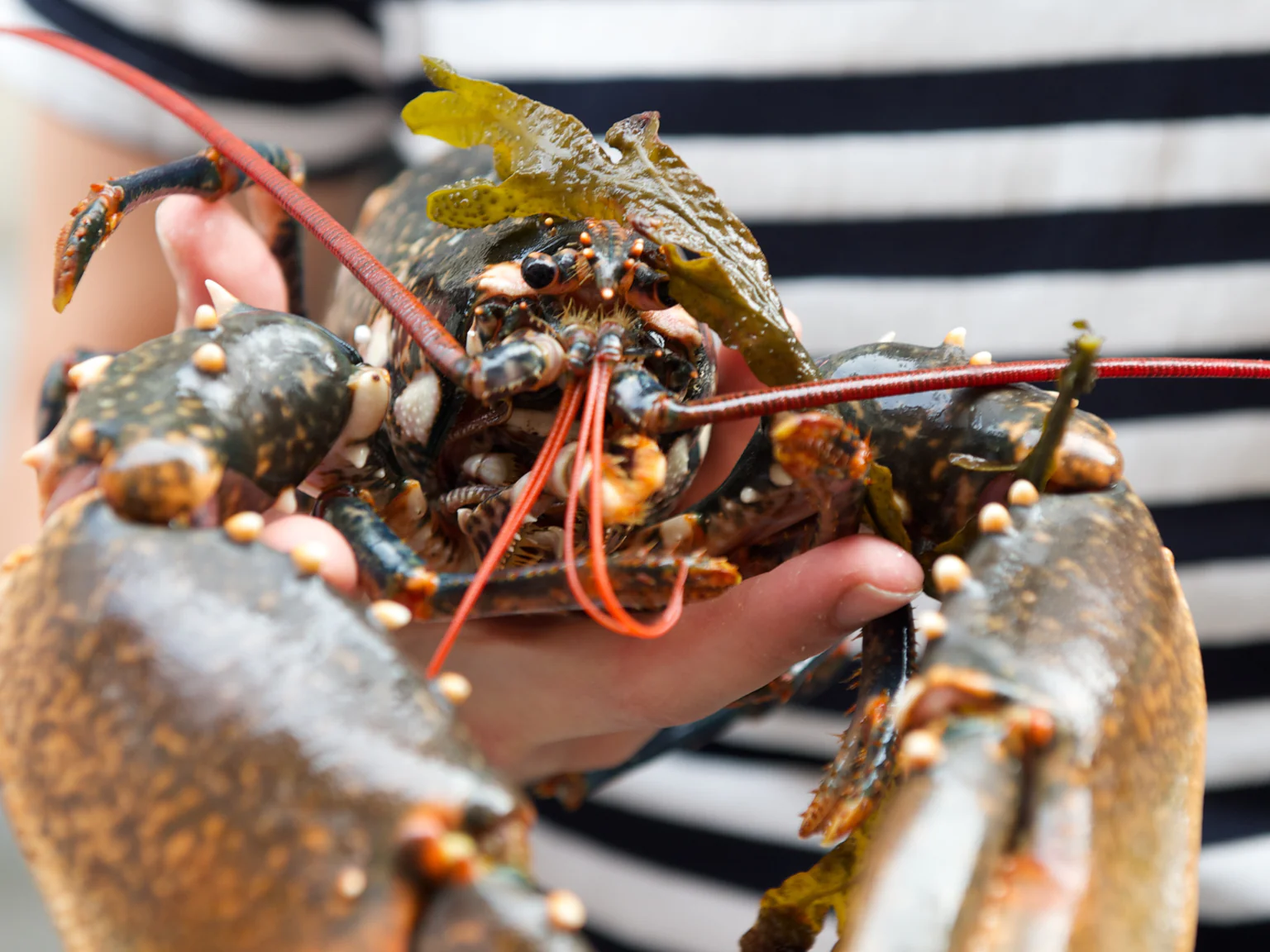 Recettte de homard par la cheffe Manon Fleury.