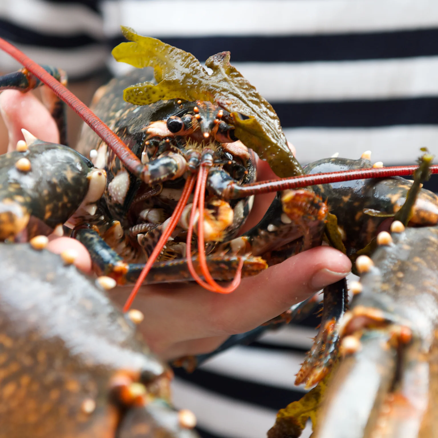 Recettte de homard par la cheffe Manon Fleury.
