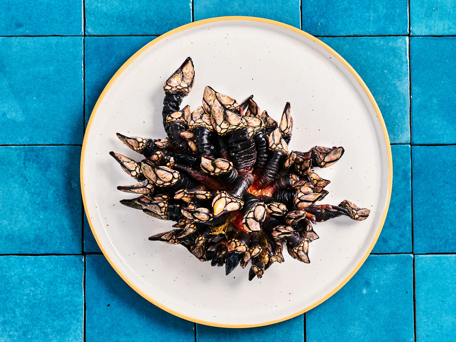 Le pouce-pied, ce crustacé étrange, qui ressemble à la fois à un ver marin ou à un coquillage, est pourtant délicieux. 