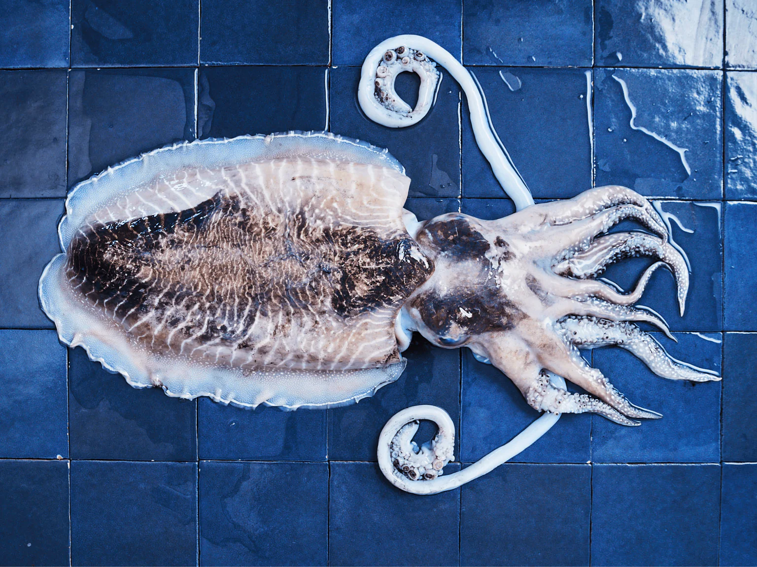 Seiche francaise sur carreaux bleus poiscaille