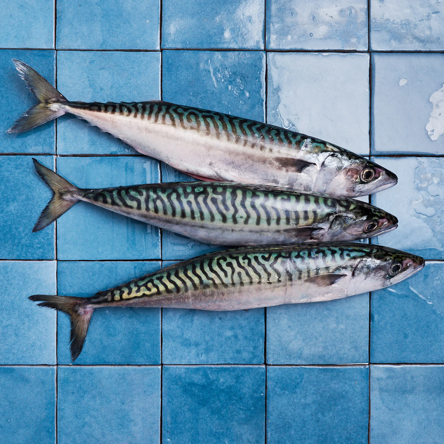 Comment lever ses filets de poisson, test avec la maquereau