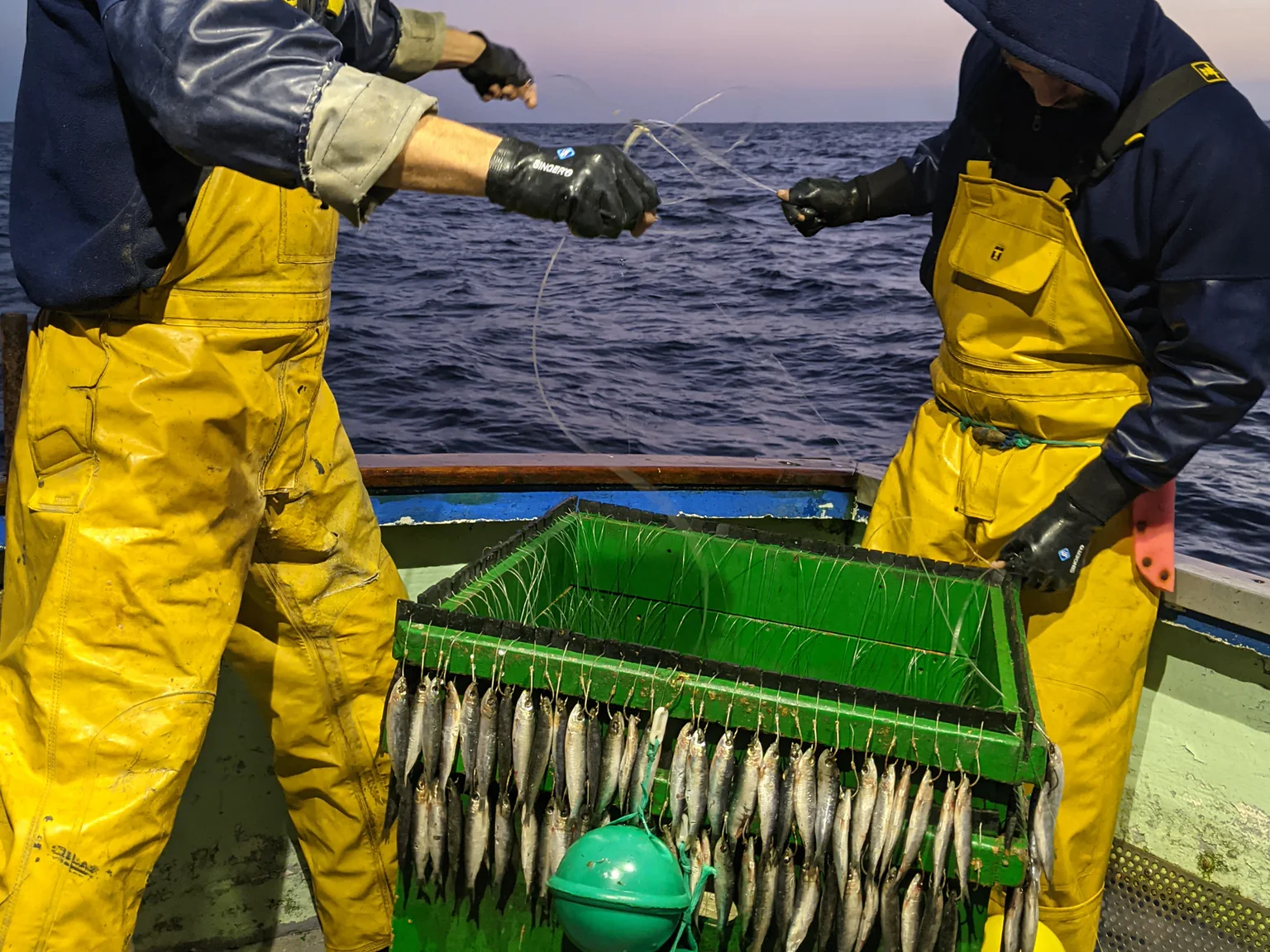 La palangre est suspendue dans l’eau ou déposée au fond grâce à un système de poids et de flotteurs.