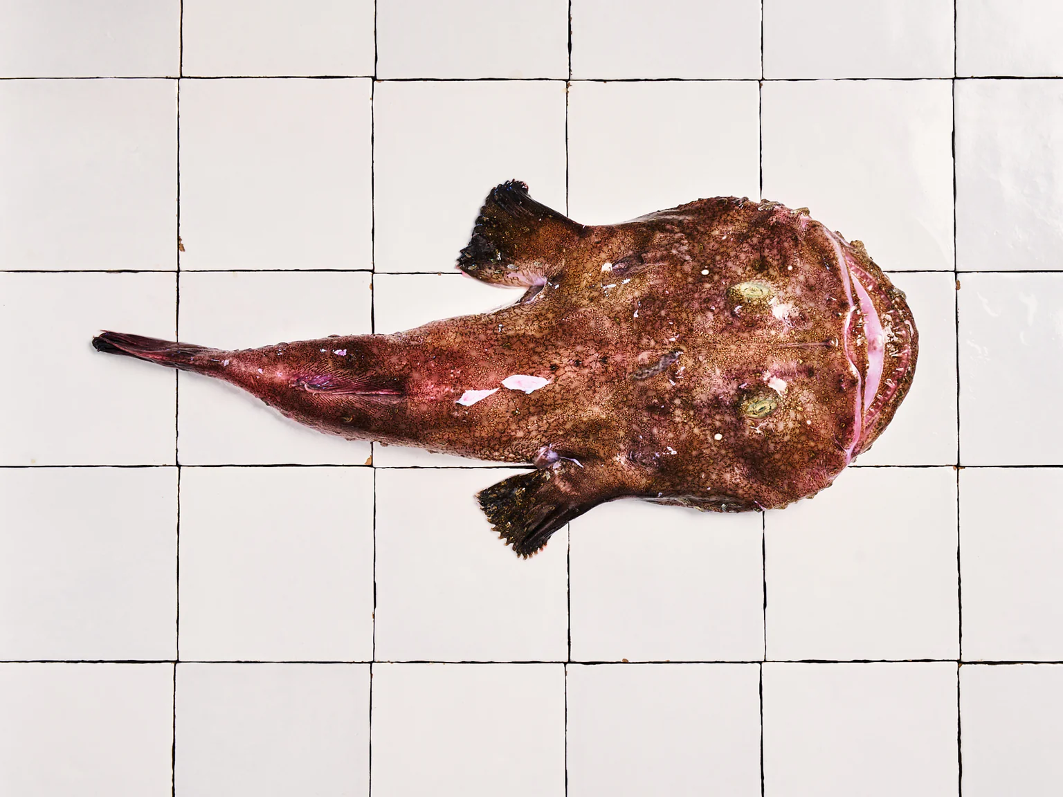 Apprendre à découper la lotte, du cauchemar en cuisine au délice sous la fourchette.