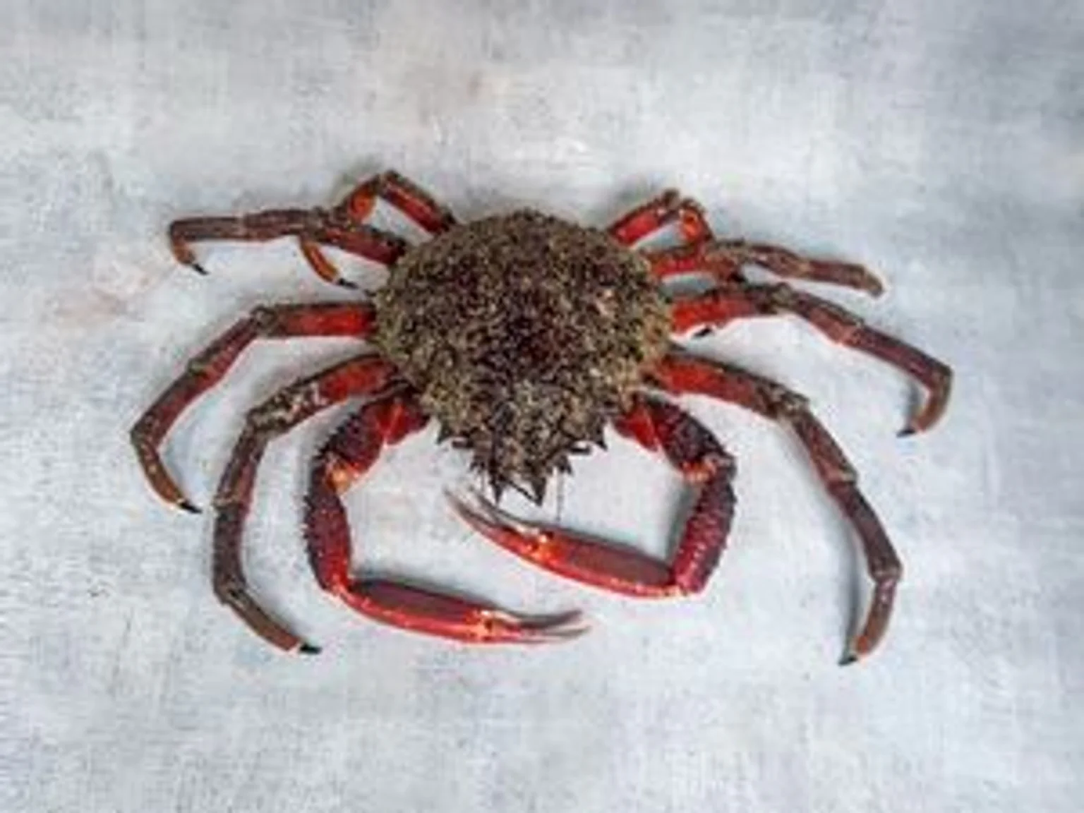 Araignee_dessus_rkHSl2oYN