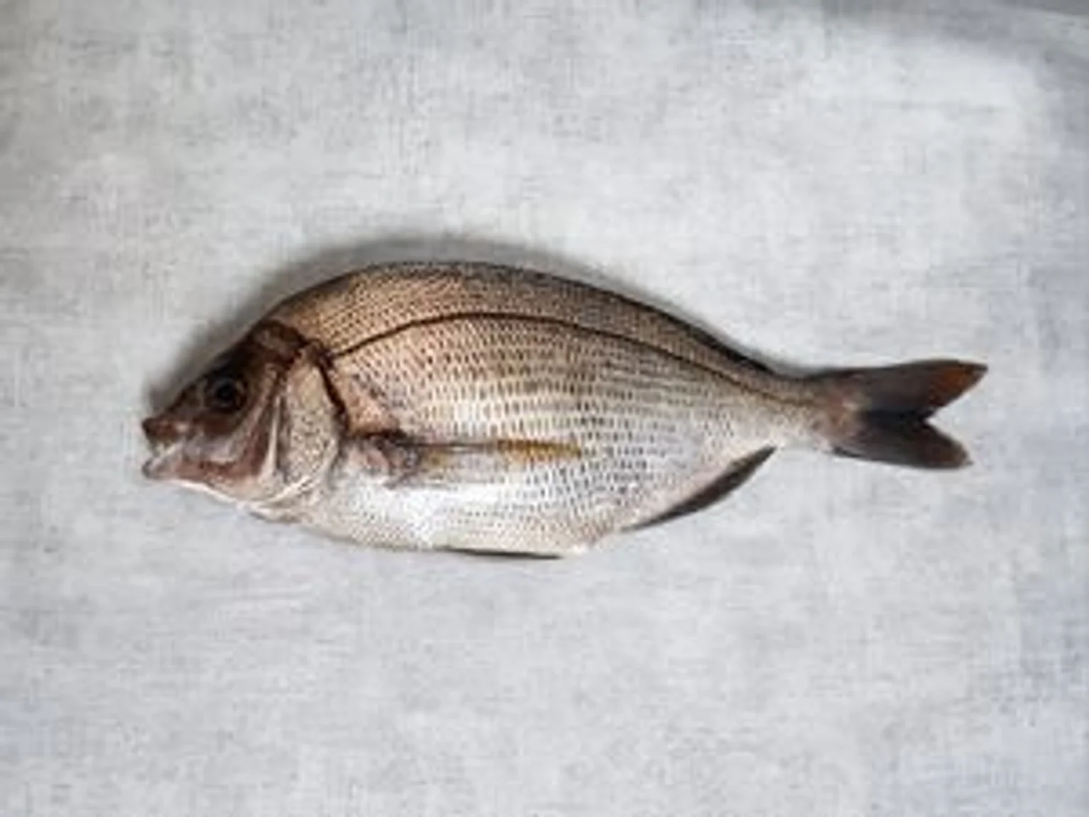 Dorade_grise_B1a_wOsFV