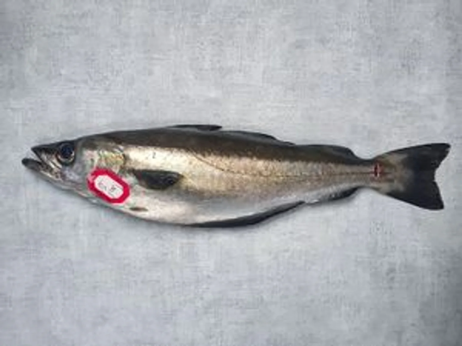 Lieu_jaune_de_ligne_rJgMYP_jFN