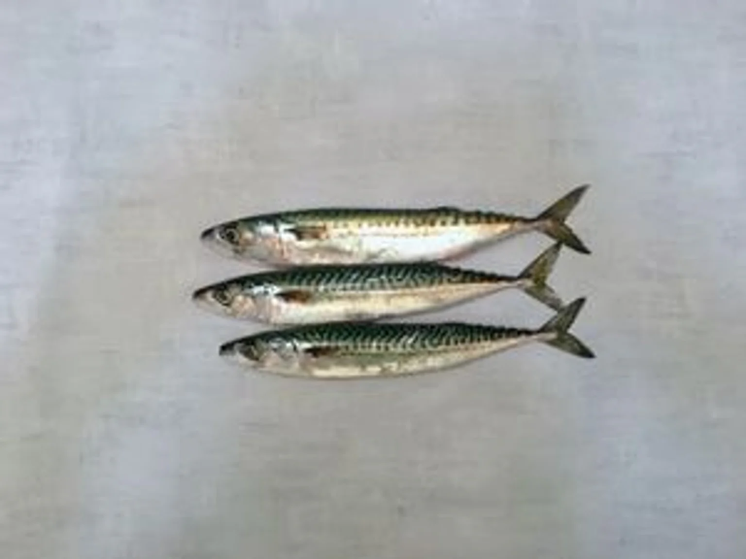 Maquereaux_ByXVetiK4