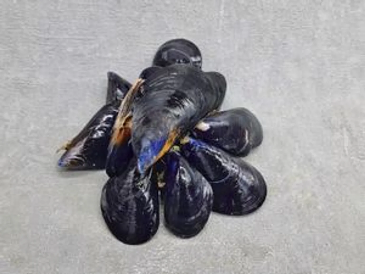 MoulesCamargue_CDmOIZZSWf