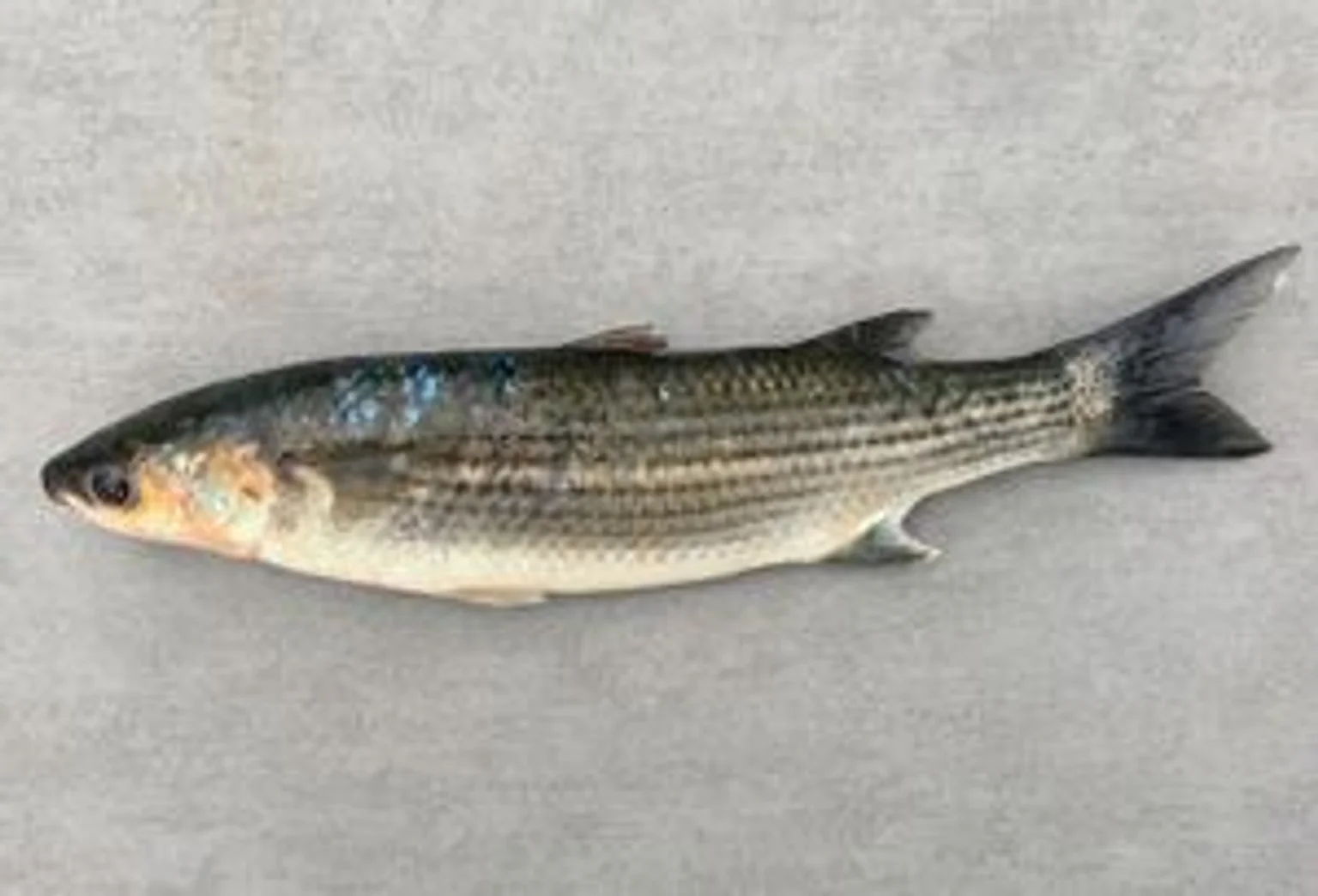 Mulet_noir_HkvKD_oY4