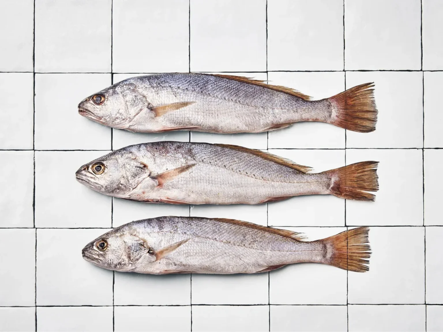 Les maigres se rapprochent des côtes, très belle pêche pour Paul Laroque