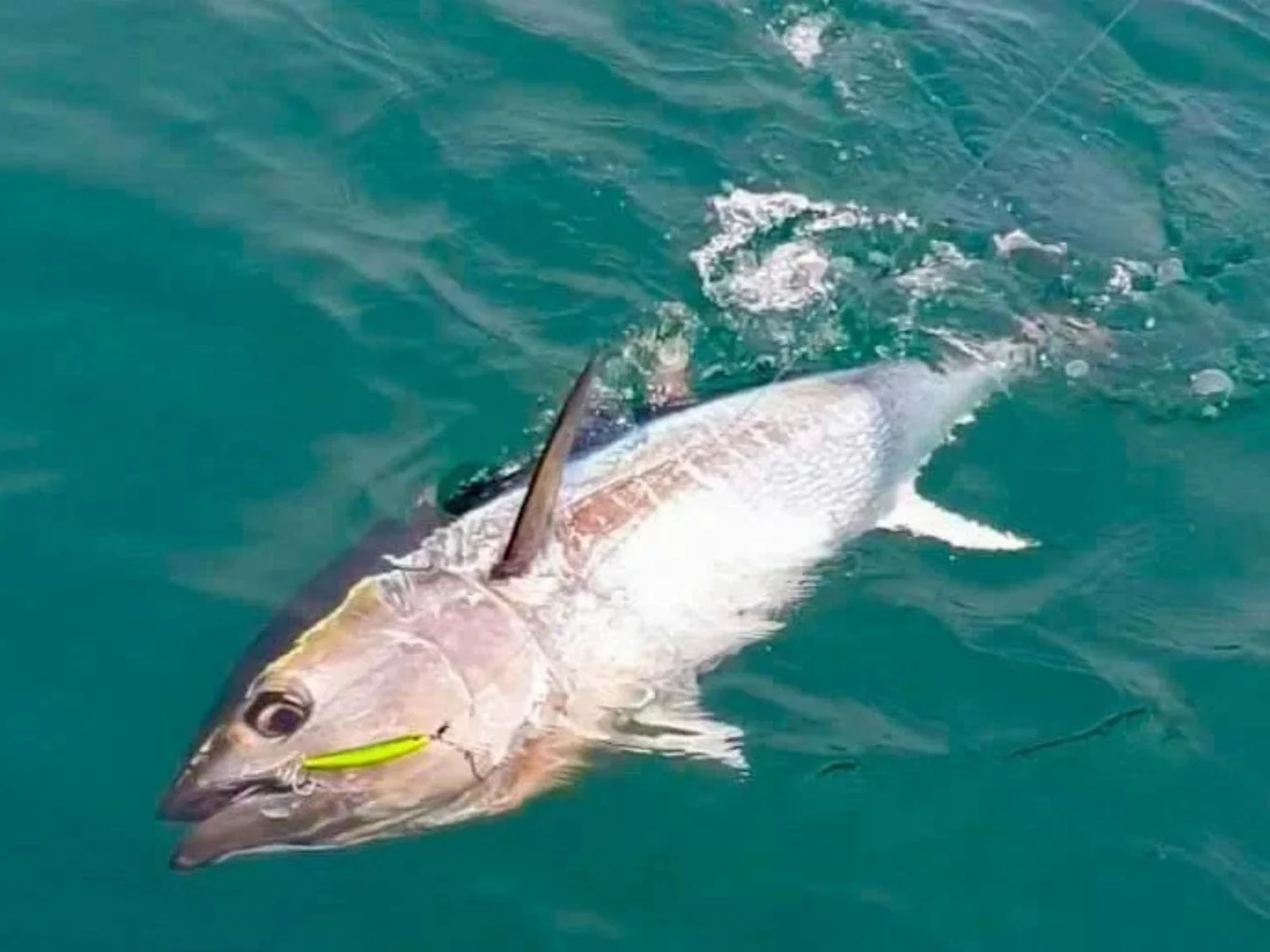 Les thons rouges sont très mordeurs à Saint Jean de Luz, on devrait en avoir toute la semaine !