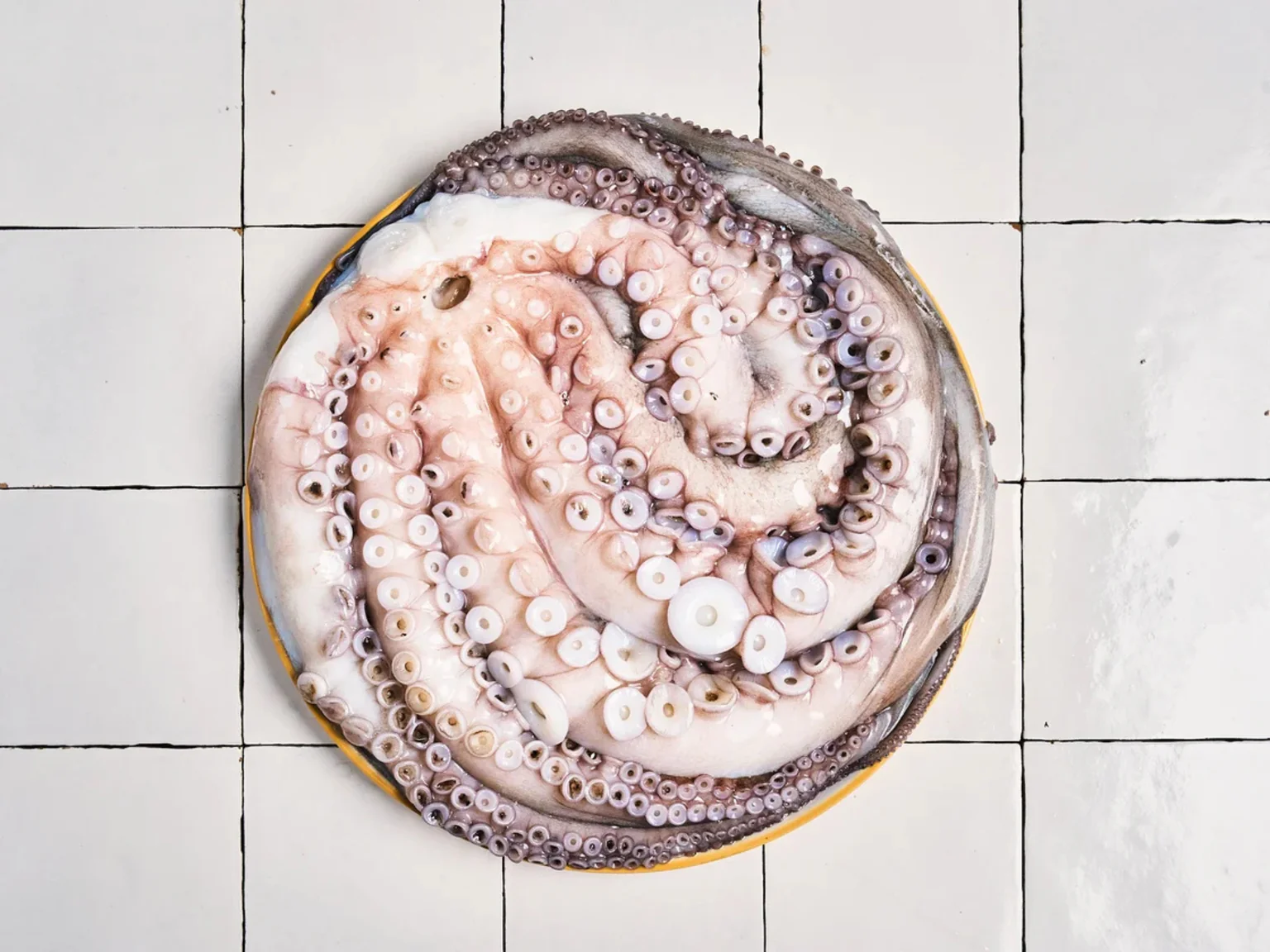 Ça y est les poulpes et seiches profitent du printemps et débarquent en force !