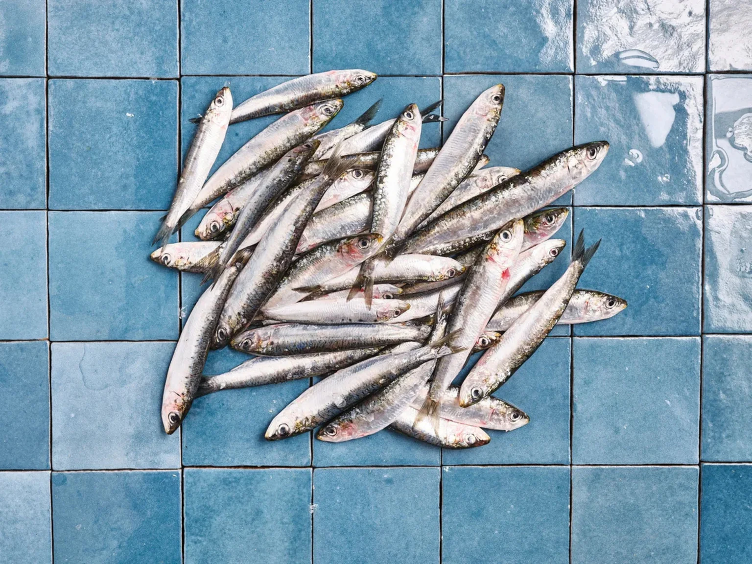 Des sardines pêchées au filet, à ne surtout pas laisser passer ! 