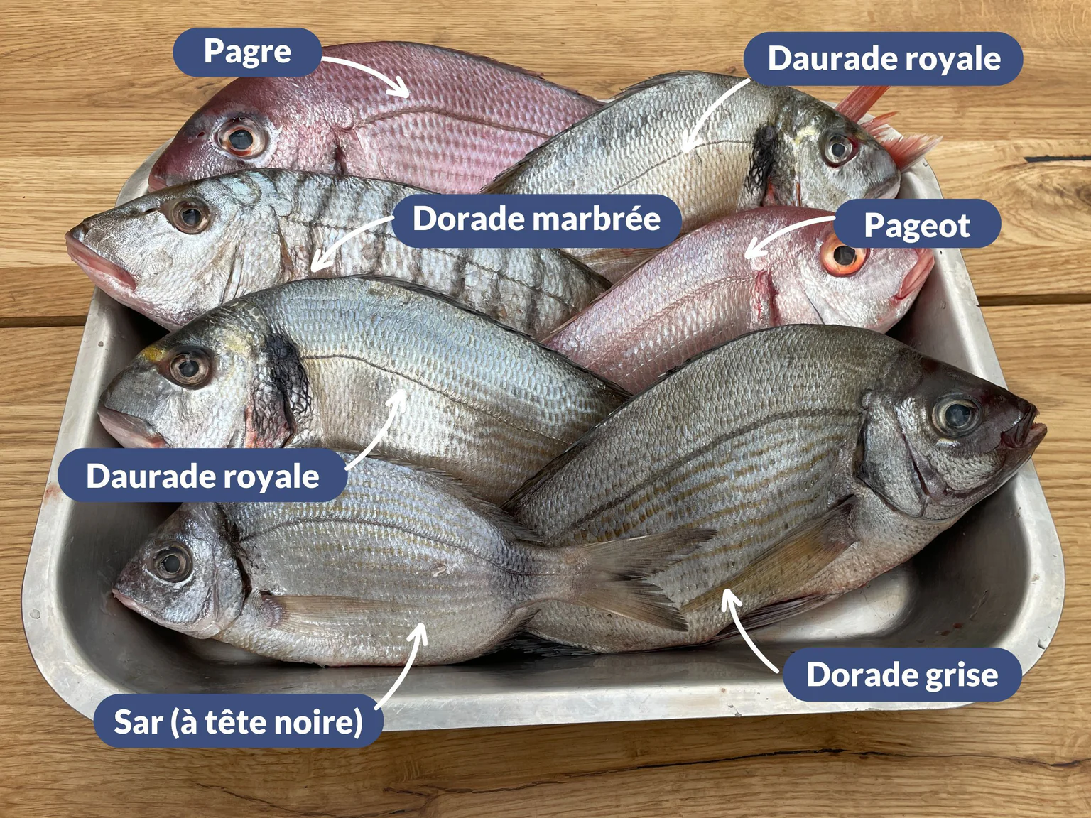 Différencier les différentes dorades et daurades !