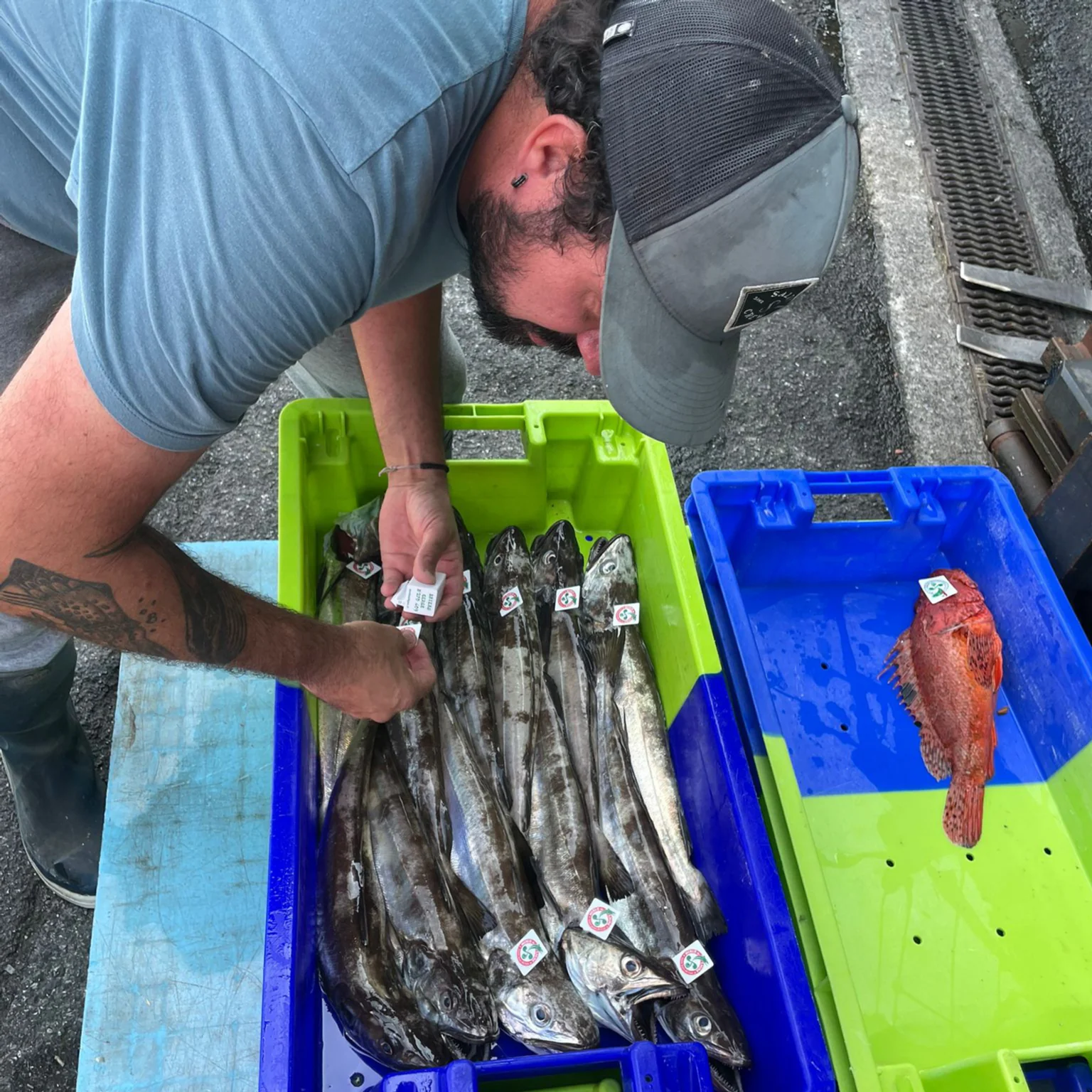 Carnet de bord appros - merlus de ligne.