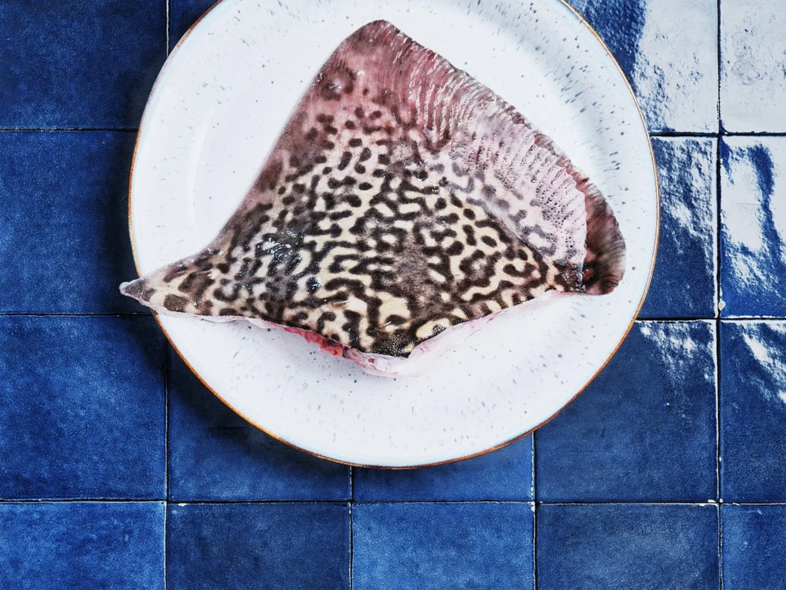 Photo d'une aile de raie sur fond carrelage bleu