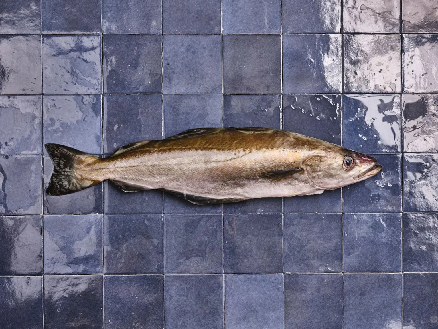 Un beau lieu jaune entier pĂȘchĂ© durablement