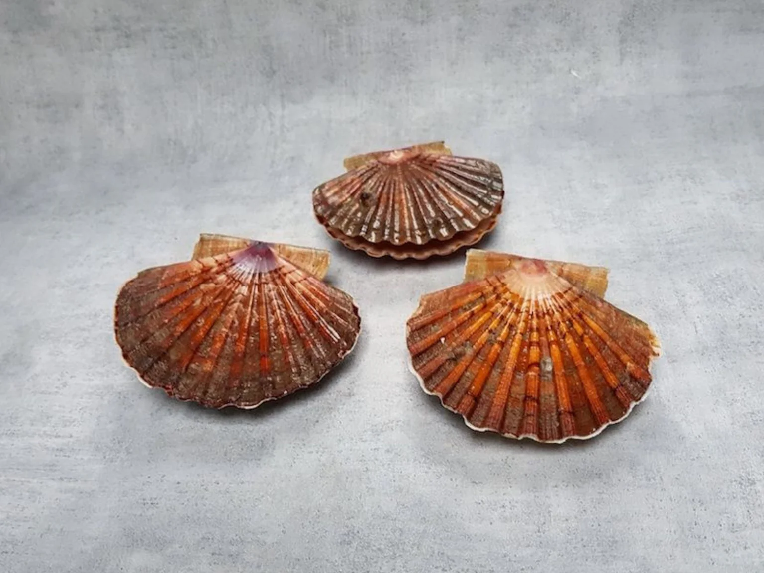 Les plongeurs arrivent Ă cueillir les coquilles Saint-Jacques dans presque tous les temps, une belle assurance.