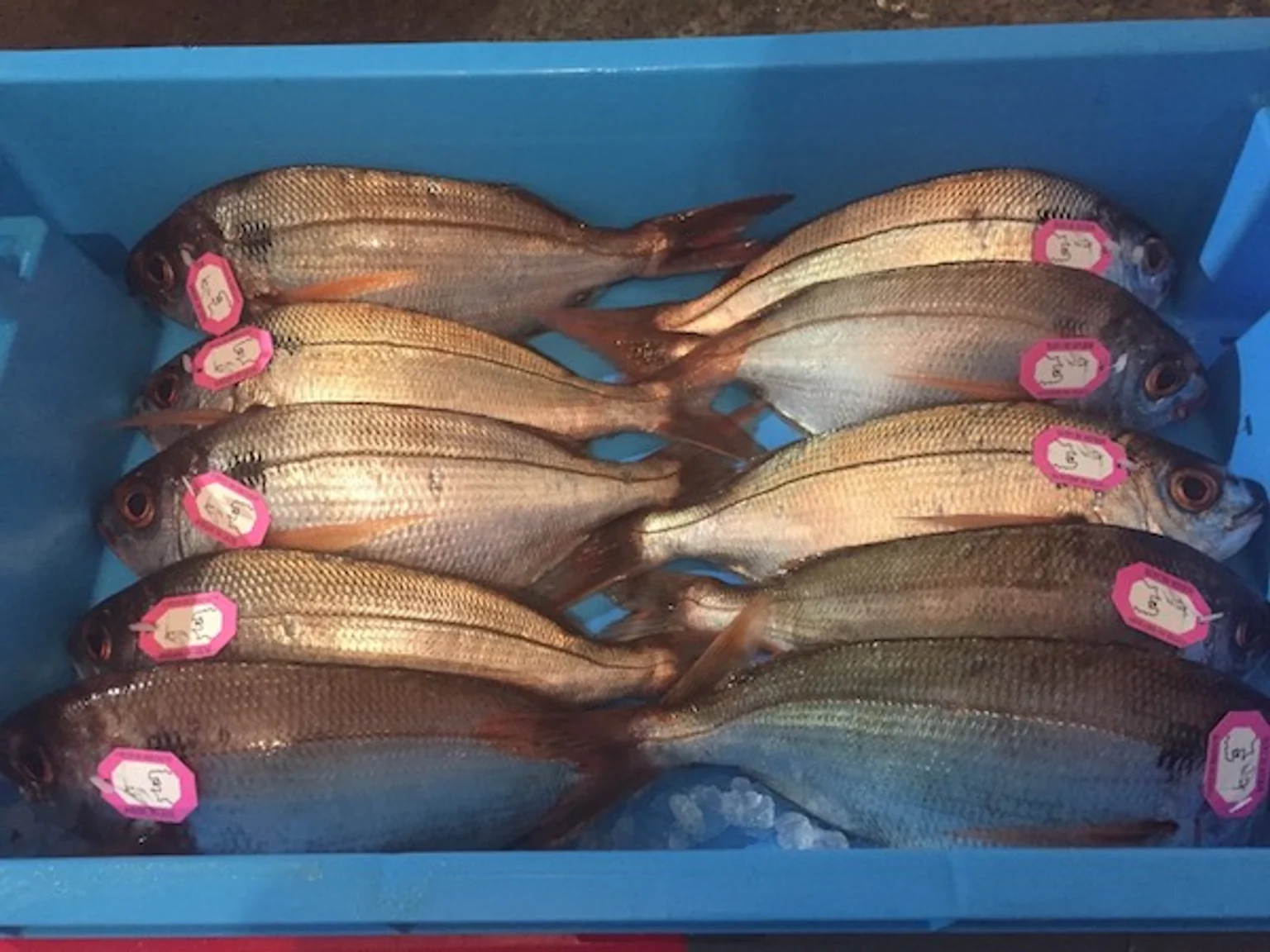 dorade-rose-de-ligne