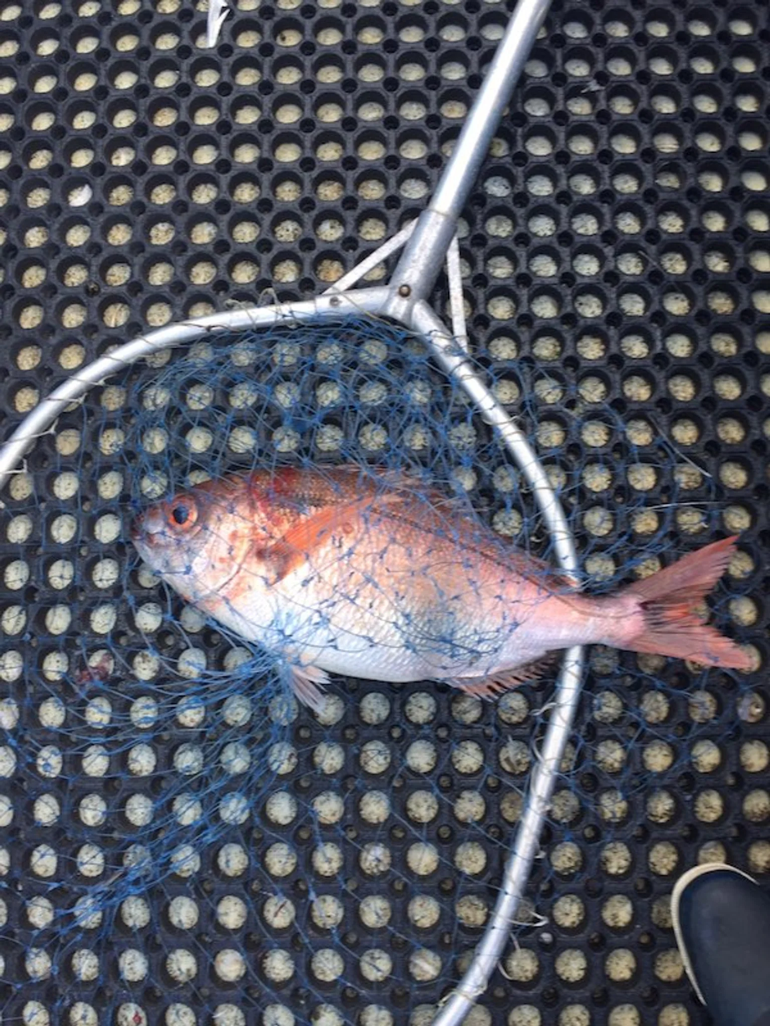 dorade-rose-de-ouessant