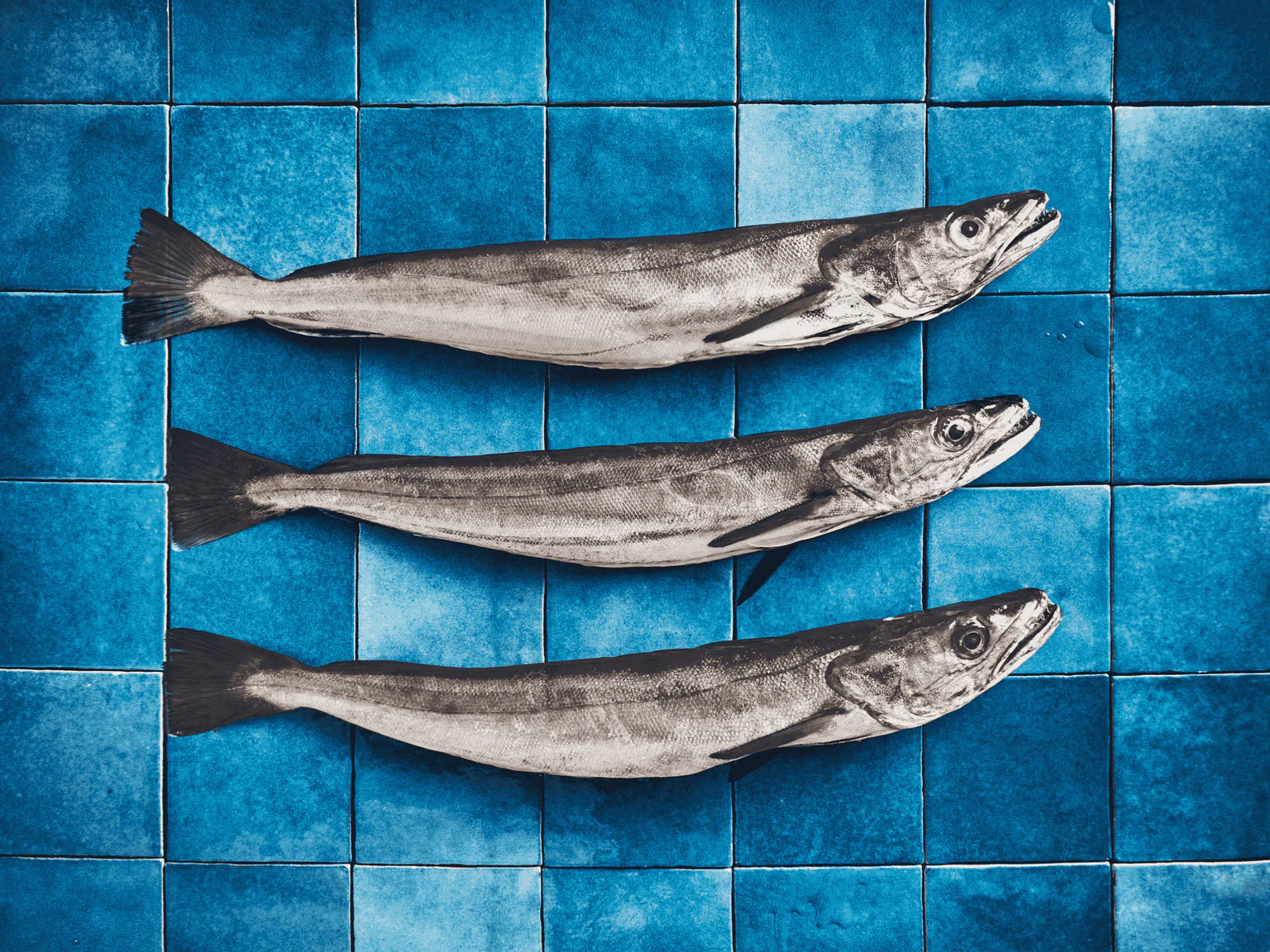 Photo de 3 merlus sur fond carrelage bleu