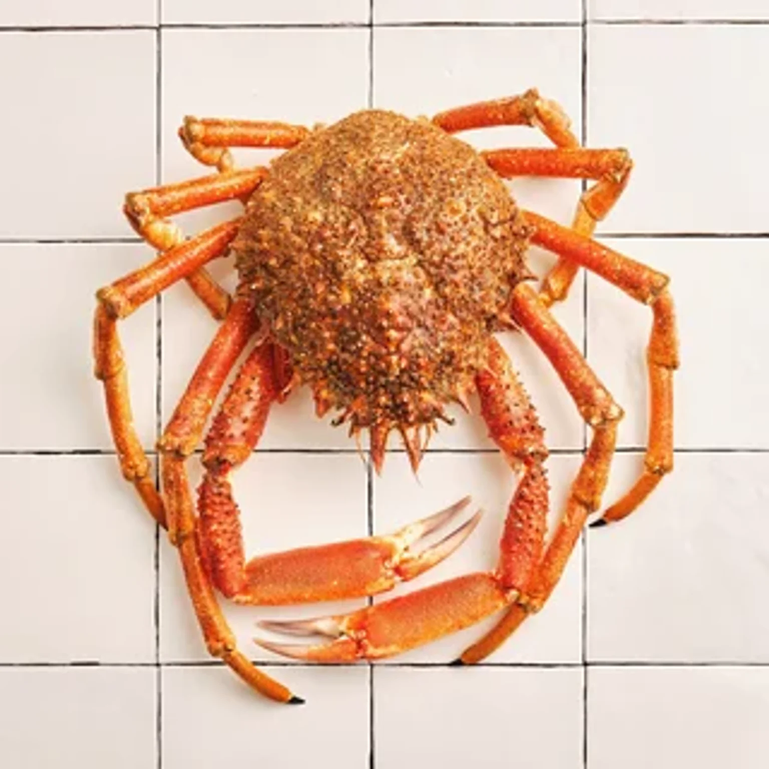 Araignée de mer sur des carreaux bleus Poiscaille