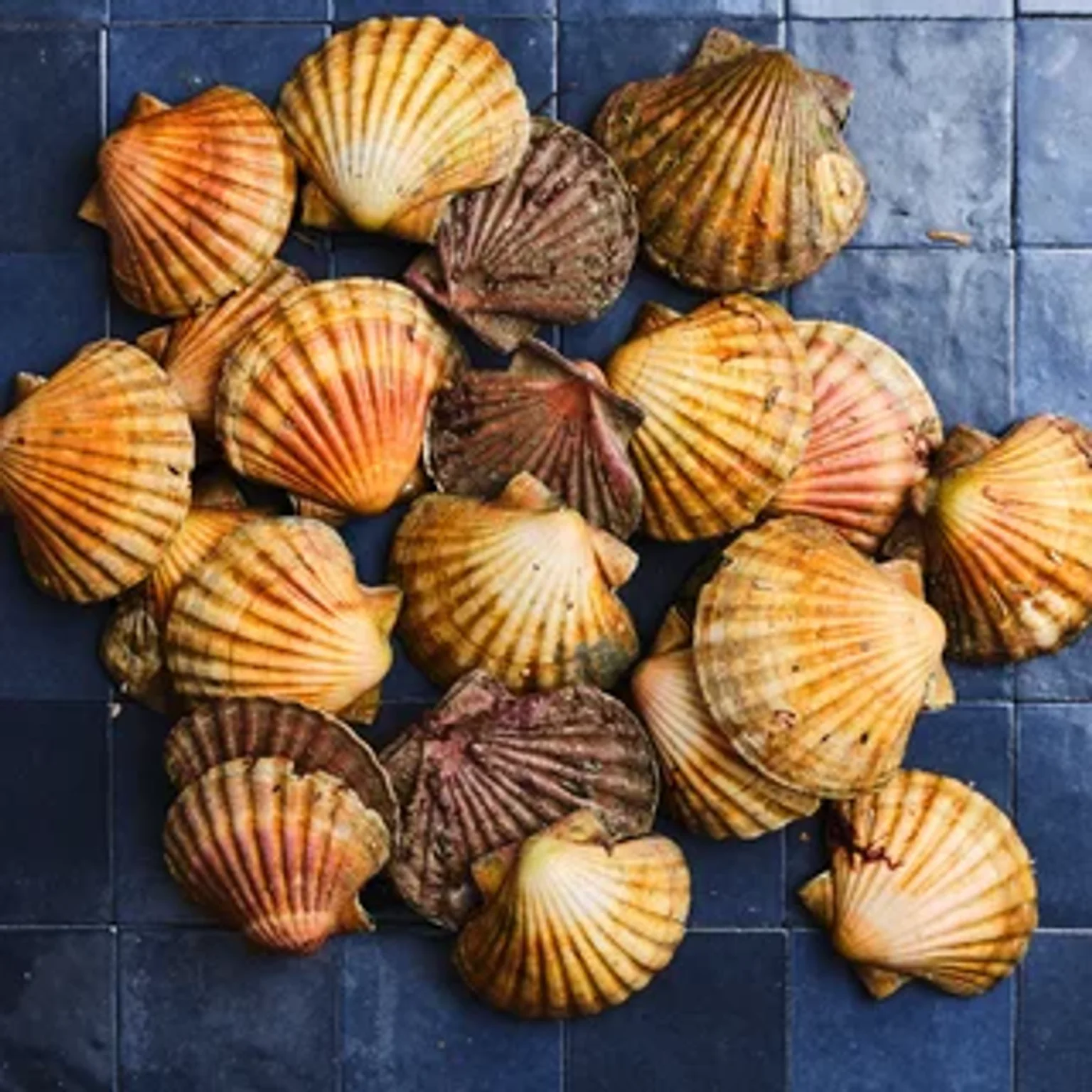 Coquilles Saint Jacques sur les carreaux bleus Poiscaille