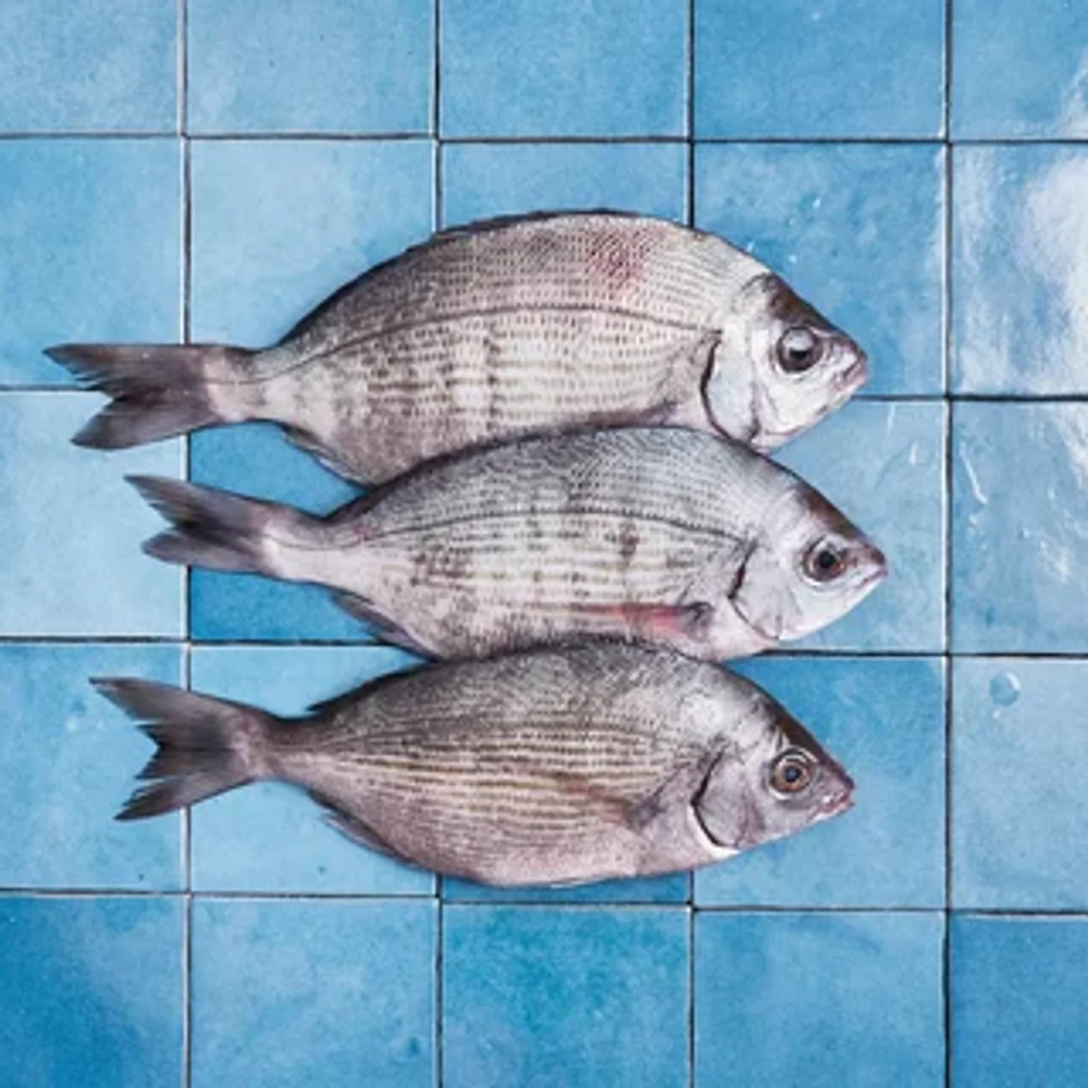 Daurades sur des carreaux bleus Poiscaille