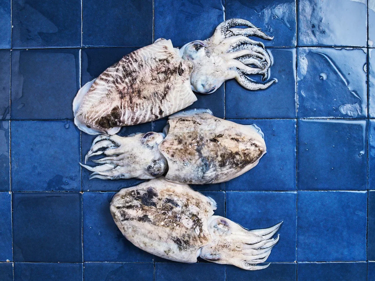 Les seiches annoncent l'arrivée du printemps ! 