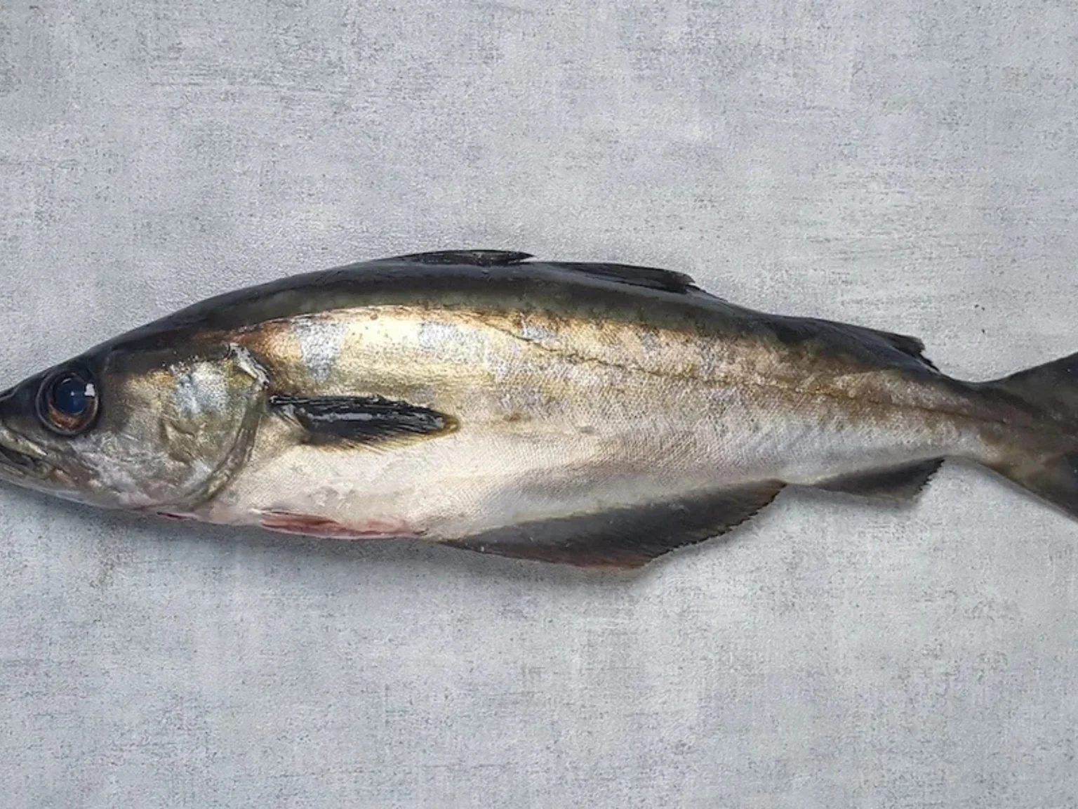 Reflets dorés et dos bien noir, le lieu jaune est vraiment LE poisson de l'hiver