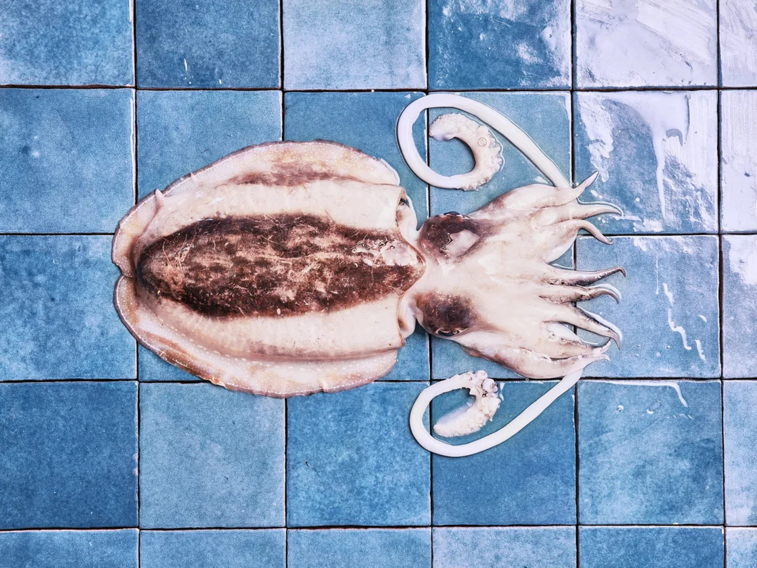 Entière, en blanc, en salade, la seiche arrive sous toutes les formes ! 