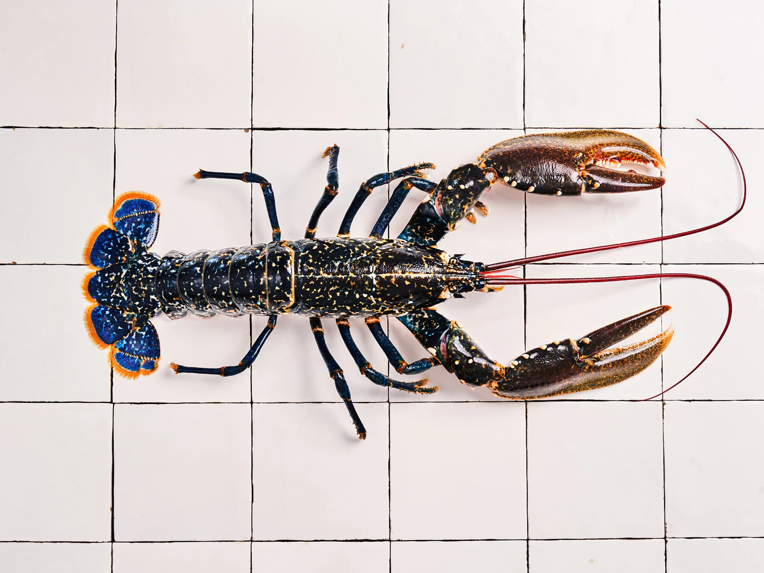 Homard bleu breton sur fond carrelage blanc