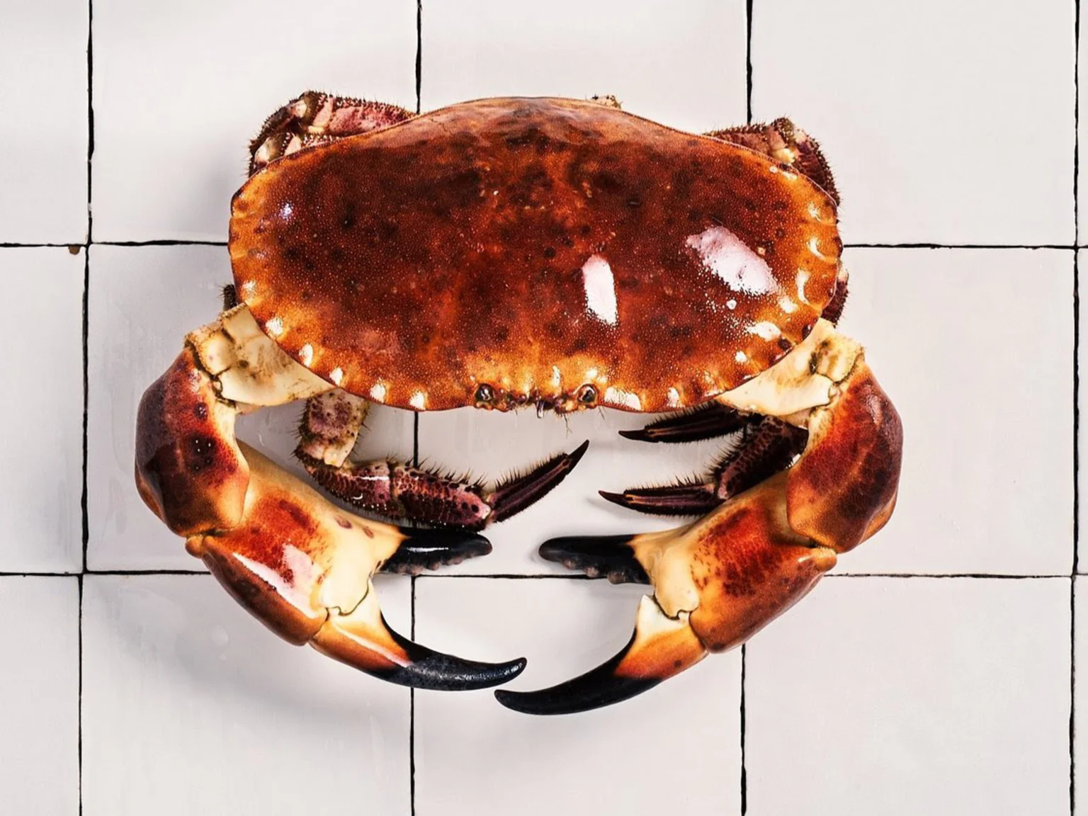 Des tourteaux français et pêchés au casier, c'est rare cette année, on en a trouvés des tout frais !