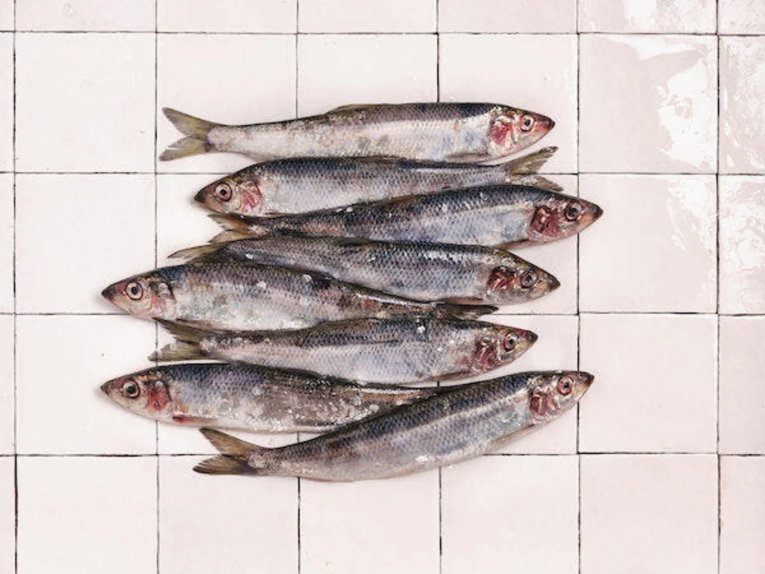 Des harengs frais pêchés durablement sur nos côtes