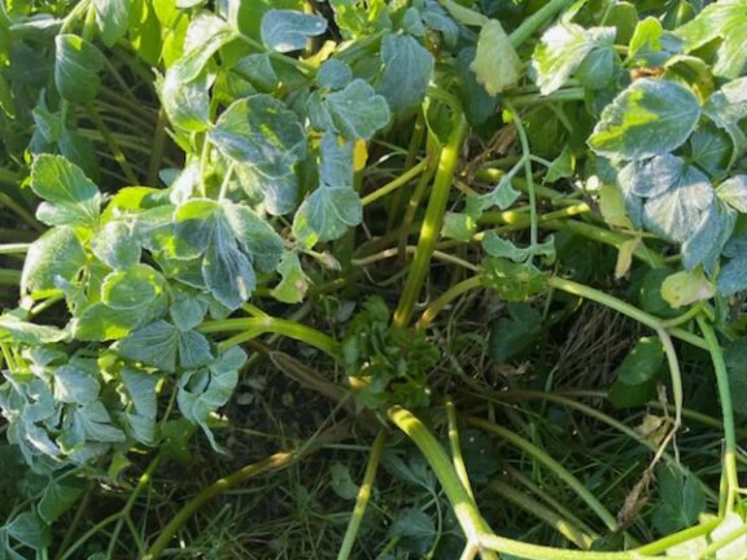 Les plantes des bords de mer gelées, ici le maceron