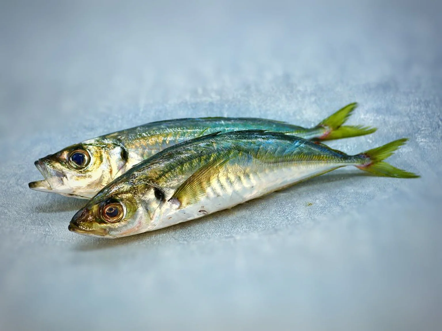 Chinchards noirs ou à queue jaune, profitons de la reprise de la pêche !